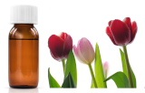 Tulipa gesneriana agglutinin (TxLC-I)