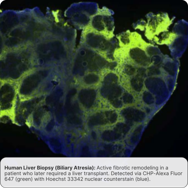Collagen Hybridizing Peptide, Biotin Conjugate (B-CHP)