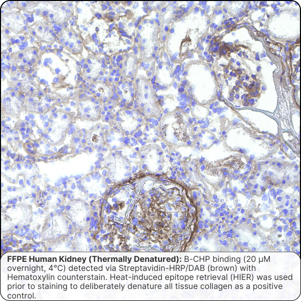 Collagen Hybridizing Peptide, Biotin Conjugate (B-CHP)