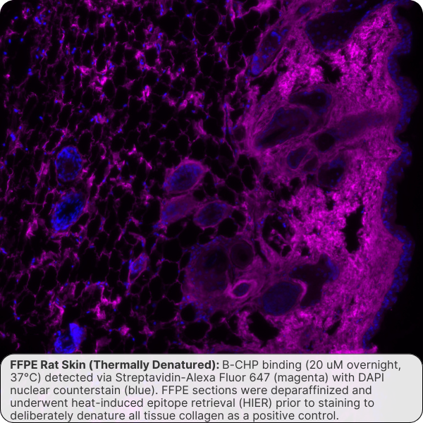 Collagen Hybridizing Peptide, Biotin Conjugate (B-CHP)