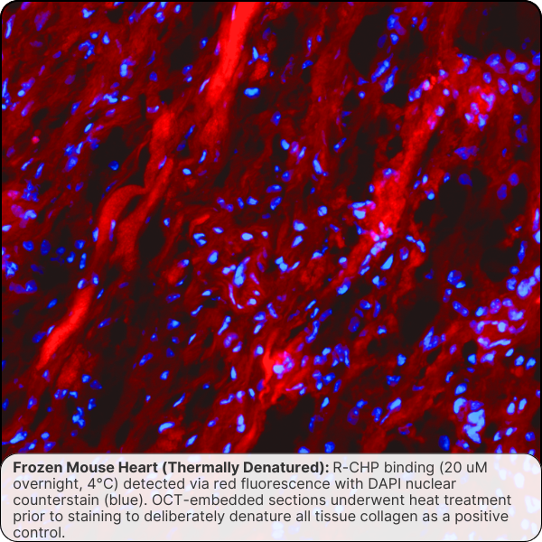 Collagen Hybridizing Peptide, Cy3 Conjugate (R-CHP)