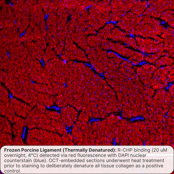 Collagen Hybridizing Peptide, Cy3 Conjugate (R-CHP)