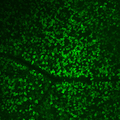 Immunostaining of mouse retinal ganglion cells (whole mount) labeling RBPMS (Cat. 1832-RBPMS, 1:500, green). Image kindly provided by Sui Wang, Stanford University.