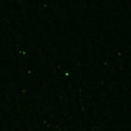 Immunolabeling of a section of rat brain that specifically labels c-FOS protein (Cat. 309-cFOS, green, 1:1000). Frozen sections were fixed with 4%PFA for 24 hours. Before performing free floating immunohistochemistry, sections underwent antigen retrieval with sodium citrate (pH6.0) for 30 minutes at 80˚C. Image kindly provided by Angela Gonzalez, Washington State University, Vancouver.