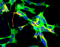 Immunostaining of Human neuroblastoma SH-SY5Y cells labeled with Anti-GAPDH (Cat. 600-GAPDH, 1:100, green), Anti NF-H (Cat. 1451-NFH , red, 1:25,000) and nuclear staining with DAPI (blue).
