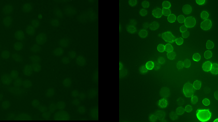 Immunostaining of Chinese Hamster Overy (CHO) cells stably transfected with KV3.1b gene with the phospho-Ser503 Kv3.1 subunit antibody (Cat. p1550-503, green, 1:400). The image on the right shows cells that have been treated with the protein kinase C activator PMA (500nM) while the control cells are on the left.