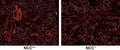 Immunostaining of PFA perfused frozen kidney sections from WT and NCC KO mice showing specific labeling of the NCC protein phosphorylated at Thr53 (Cat. p1311-53, red, 1:100,000) on the left and the absence of staining in the KO on the right. (Image courtesy of Lauren Miller, Ellison Lab, OHSU.)