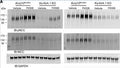Two Western blots show the abundance of pNCCT53 (Cat. p1311-53, 1:200) and tNCC in male Kcnj10fl/fl mice and in Ks-Kir4.1–KO mice treated with vehicle (control) and FK506 (0.75 mg/kg BW). Image from publication CC-BY-4.0. PMID: 36821372