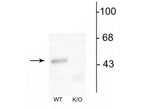 Western blot of mouse forebrain lysates from wild type (WT) and α1-knockout (K/O) animals showing specific immunolabeling of the ~51 kDa α1-subunit of the GABAA-R. The labeling was absent from a lysate prepared from α1-knockout animals.