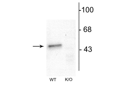 Western blot of mouse forebrain lysates from Wild Type (WT) and α1-knockout (K/O) animals showing specific immunolabeling of the ~51 kDa α1-subunit of the GABAA-R. The labeling was absent from a lysate prepared from α1-knockout animals.