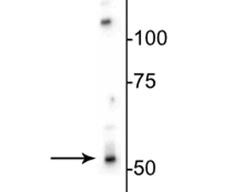 Western blot of rat brain lysate showing specific immunolabeling of the ~53 kDa β3-subunit of the GABAA-R.