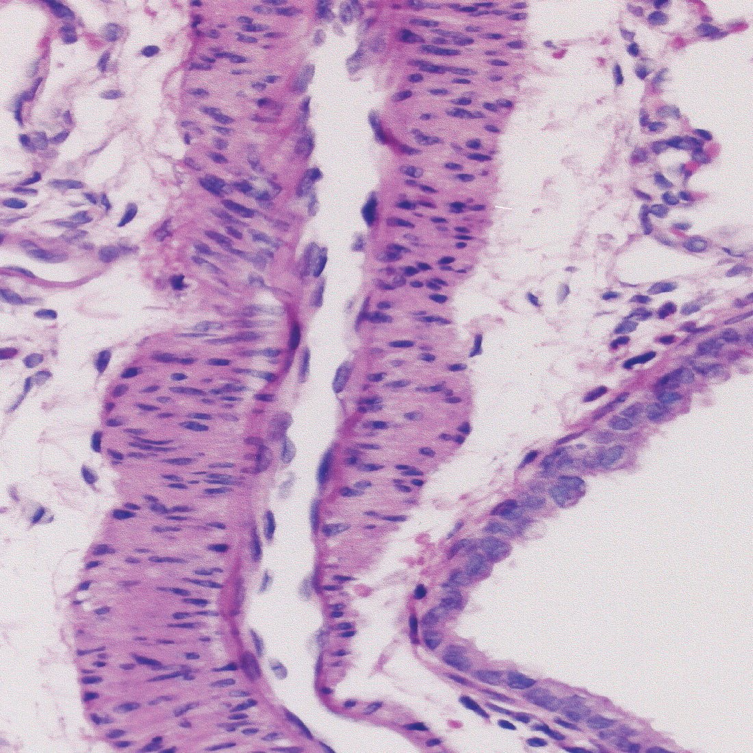 Clear - Advantage Xylene Substitute - Polysciences