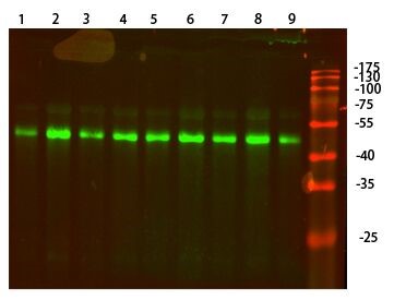 Fig.1.Western Blot analysis of 1,hela 2,A549 3,HEPG2 4,Mouse-brain 5,Mouse-lung 6,Mouse-liver 7,Rat-brain 8,Rat-lung 9,Rat-liver cells using primary antibody (ABP50593) diluted at 1:1000 (4°C overnight). Secondary antibody:Goat Anti-rabbit IgG IRDye 800( diluted at 1:5000, 25°C, 1 hour).