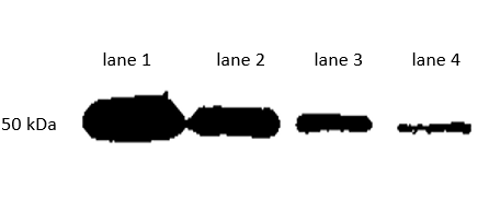 Fig. Western blot analysis ( lane 1: 1:1000, lane 2: 1:2000, lane 3: 1:4000, lane 4: 1:8000 ) using IPKine™ HRP, Mouse Anti-Rabbit IgG HCS.