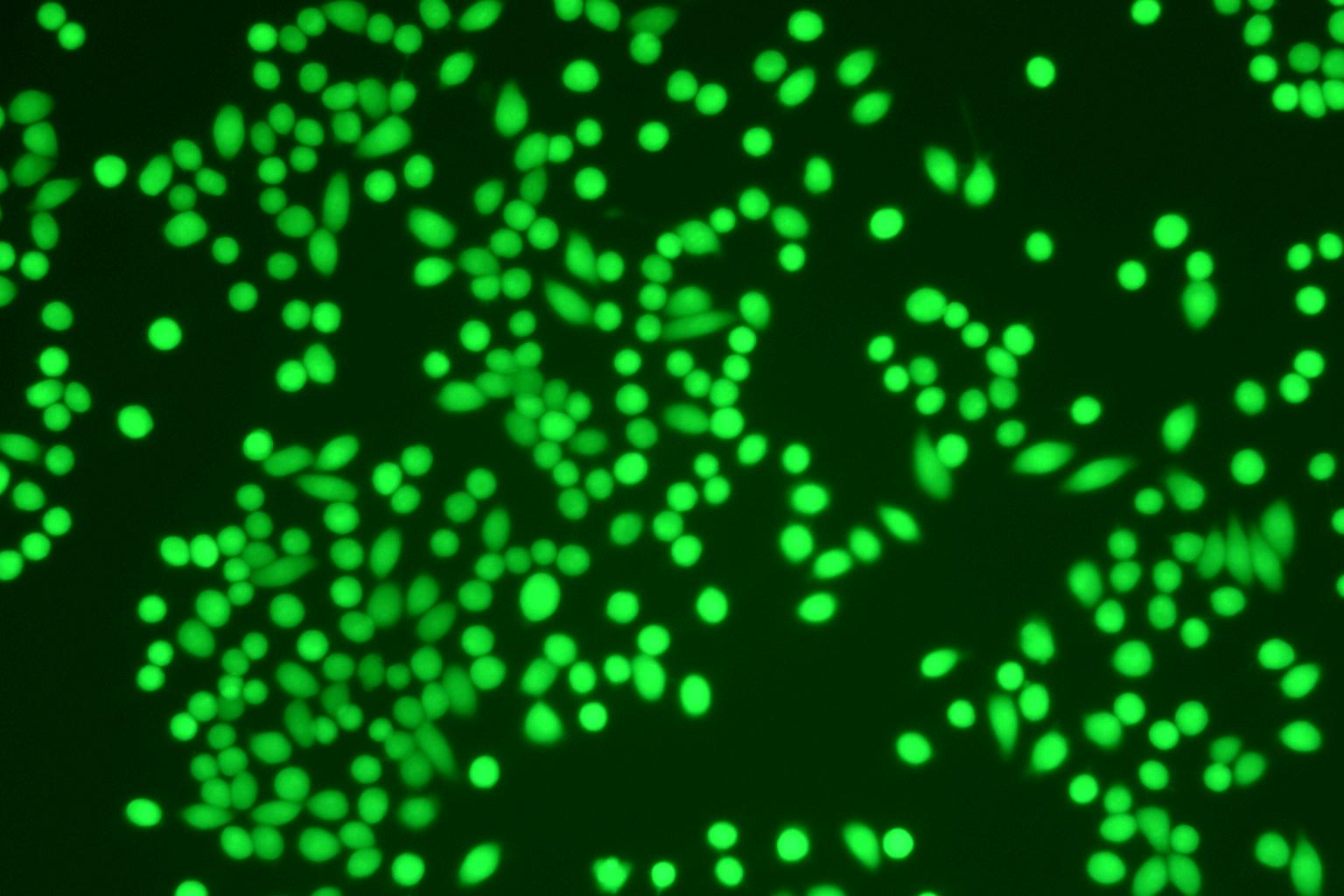 Fig.Fluo-4 Calcium Assay Kit