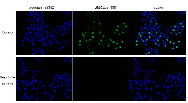 Fig. Proliferating Hela cells detected using Cell Proliferation EdU Image Kit (Green Fluorescence).