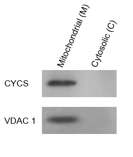 Fig. Mouse liver tissues were extracted with ExKine™ Mitochondrion Extraction Kit (Tissue). Mitochondrial (M) and Cytosolic  (C) fractions were analyzed by WB using cytochrome c antibody (cat#ABM40191) and  VDAC1 antibody (cat#ABP53121).