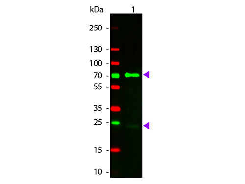 WB - Anti-Chicken IgG (H&L) (Rhodamine Conjugated) Pre-Adsorbed Secondary Antibody ASR2582
