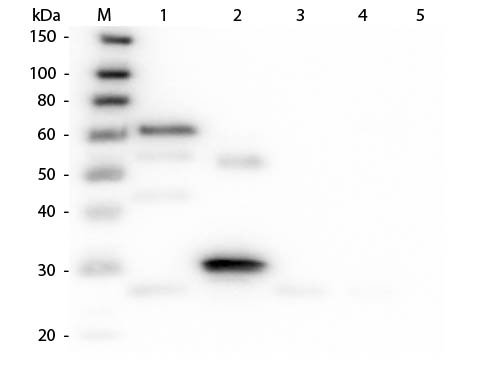 WB - Anti-Chicken IgG (H&L) (Rhodamine Conjugated) Pre-Adsorbed Secondary Antibody ASR2582