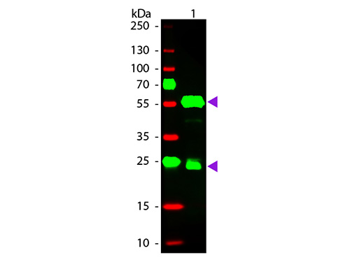 WB - Anti-Guinea Pig IgG (H&L) (Rhodamine Conjugated) Pre-Adsorbed Secondary Antibody ASR2587