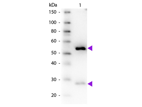 WB - Anti-Guinea Pig IgG (H&L) (Biotin Conjugated) Pre-Adsorbed Secondary Antibody ASR2589