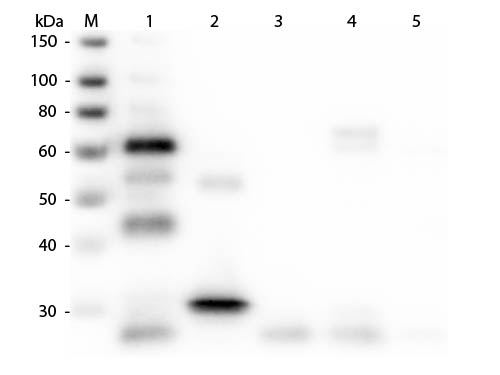WB - Anti-Chicken IgG (H&L) (Rhodamine Conjugated) Pre-Adsorbed Secondary Antibody ASR2653