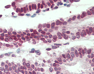 IHC - LMNB1 / Lamin B1 Antibody (aa526-537) ALS16291