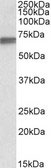 WB - LMNB1 / Lamin B1 Antibody (aa526-537) ALS16291