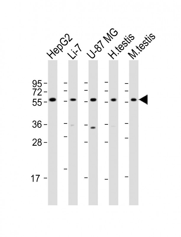 WB - DHCR7 Antibody (C-term) AP11452b