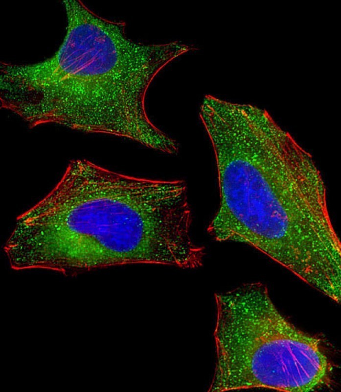IF - DHCR7 Antibody (C-term) AP11452b