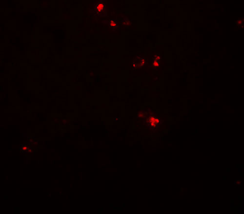 IF - DTX4 Antibody ASC11879