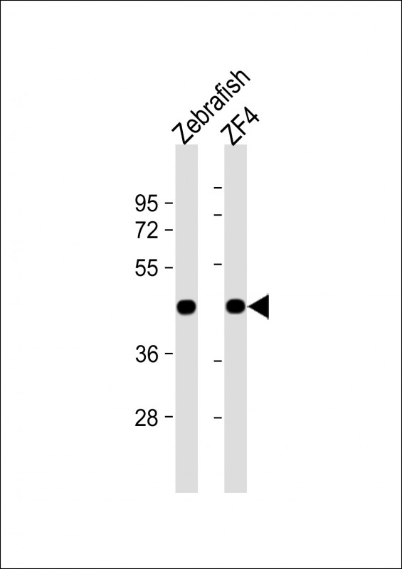 WB - Zebrafish actba Antibody (Center) Azb10021c