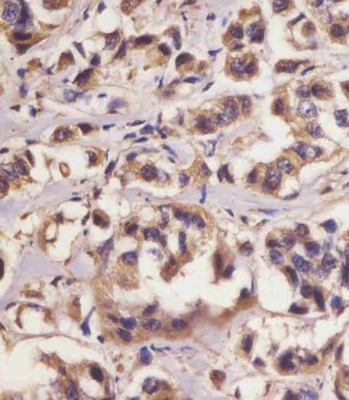 IHC-P - HIF1A Antibody AP4879d