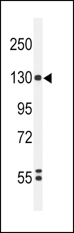 WB - HIF1A Antibody AP4879d