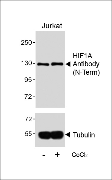 WB - HIF1A Antibody AP4879d