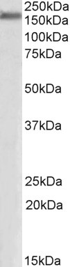WB - Goat Anti-ZO-1 Antibody AF2206a