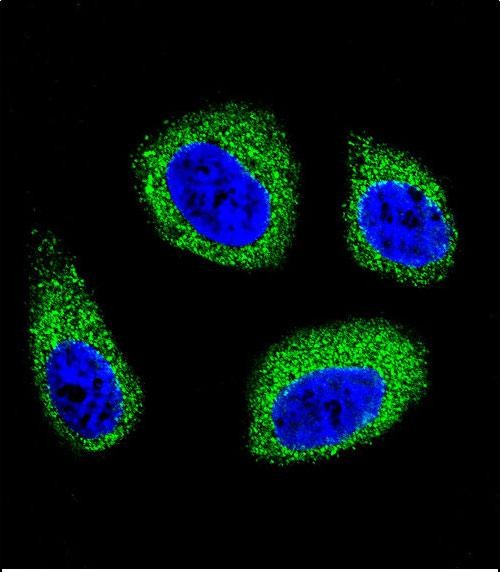 IF - DHCR7 Antibody (C-term) AP11452b