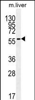 WB - DHCR7 Antibody (C-term) AP11452b