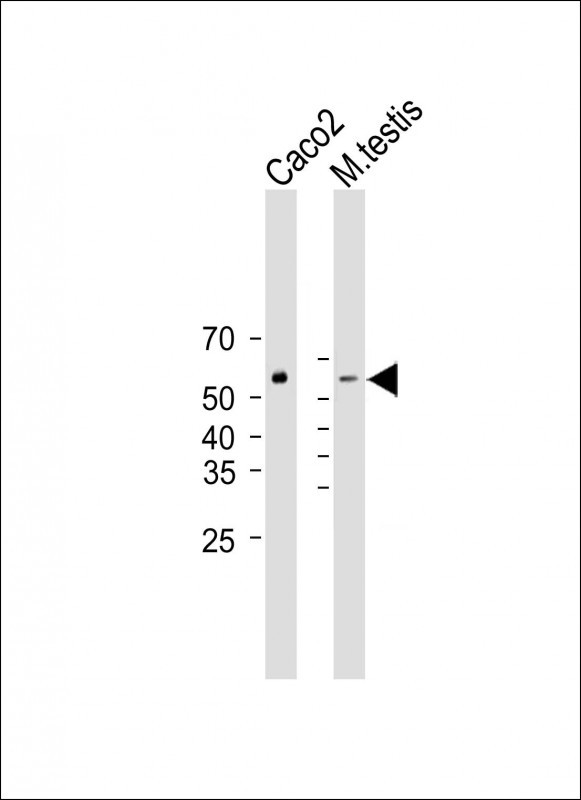 WB - DHCR7 Antibody (C-term) AP11452b