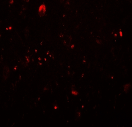 Anti-TET3 antibody used in IHC (Paraffin sections) (IHC-P). GTX02579