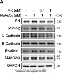Anti-GAPDH antibody used in Western Blot (WB). GTX100118