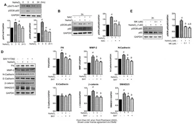 Anti-GAPDH antibody used in Western Blot (WB). GTX100118