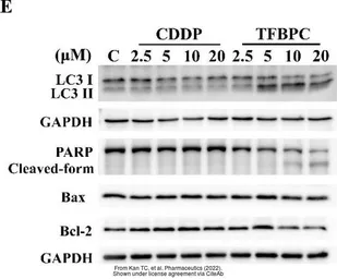 Anti-GAPDH antibody used in Western Blot (WB). GTX100118