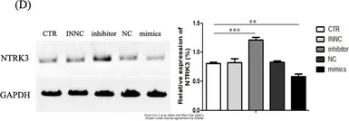 Anti-GAPDH antibody used in Western Blot (WB). GTX100118