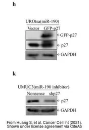 Anti-GAPDH antibody used in Western Blot (WB). GTX100118