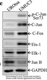 Anti-GAPDH antibody used in Western Blot (WB). GTX100118