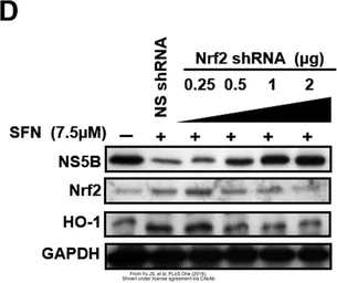 Anti-GAPDH antibody used in Western Blot (WB). GTX100118
