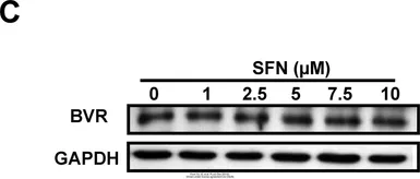Anti-GAPDH antibody used in Western Blot (WB). GTX100118