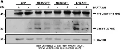 Anti-GAPDH antibody used in Western Blot (WB). GTX100118