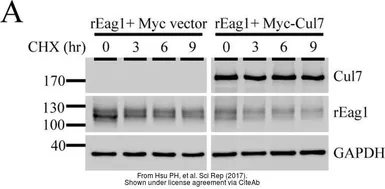 Anti-GAPDH antibody used in Western Blot (WB). GTX100118